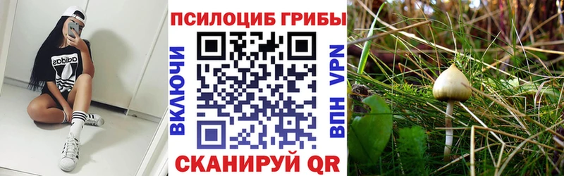 Купить закладки  Брюховецкая  Псилоцибиновые грибы мицелий 